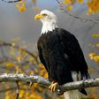 Bald eagle