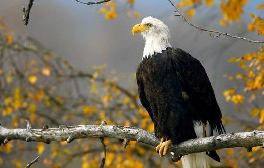 Bald eagle