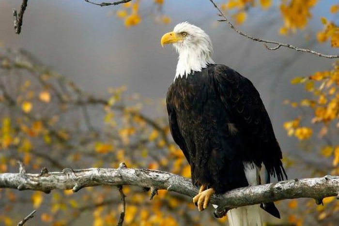 Bald eagle