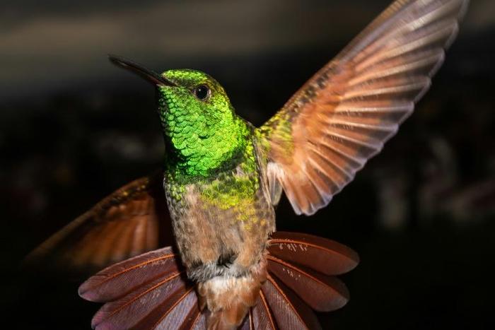 Mexico City has 17 of the world's 330 hummingbird species