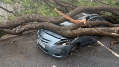 Tree falls on vehicle
