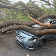 Tree falls on vehicle