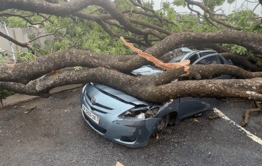 Tree falls on vehicle