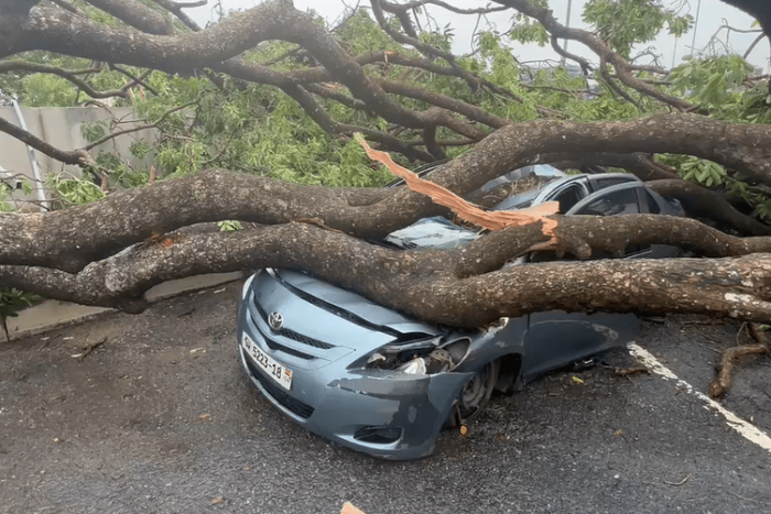 Tree falls on vehicle