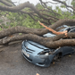 Tree falls on vehicle
