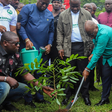 Green Ghana Day: 10 million seedlings to be planted