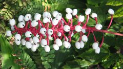 White baneberry [KeystoneWildflowers]