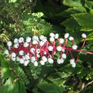 White baneberry [KeystoneWildflowers]