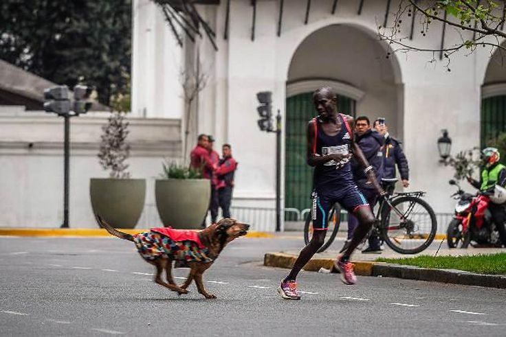 Dog attacks Kenya’s Kimutai Ngeno during marathon as he drops from 1st to 3rd