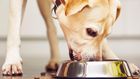 Dog eating