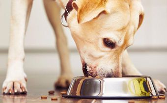 Dog eating