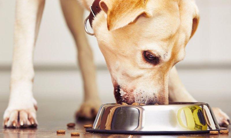 Dog eating