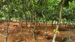 Galamsey cocoa farm