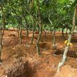 Galamsey cocoa farm