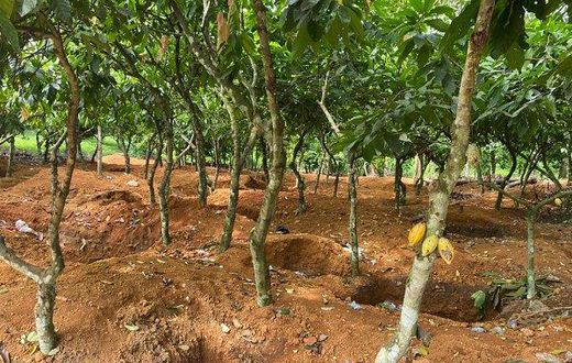Galamsey cocoa farm