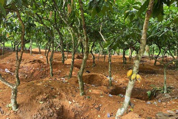 Galamsey cocoa farm