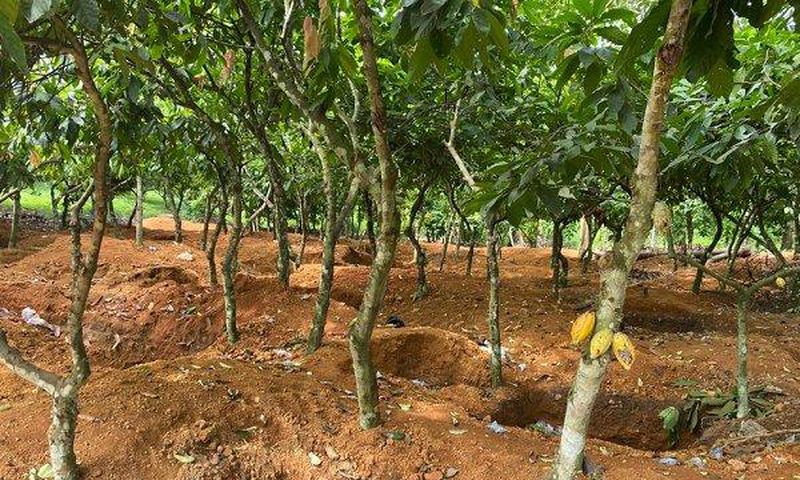 Galamsey cocoa farm