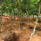 Galamsey cocoa farm