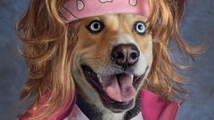 dog hair high Goldie Lower Third