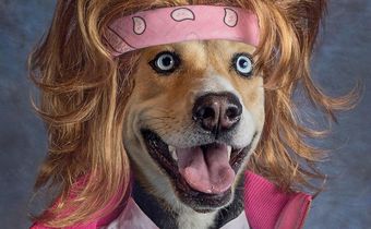 dog hair high Goldie Lower Third