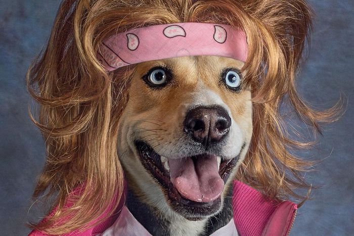 dog hair high Goldie Lower Third