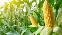 Corn is a monoecious plant [FoodRepublic]