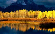 Pando tree is 80,000 years old [Medium]