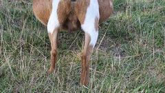 File photo: Pregnant goat
