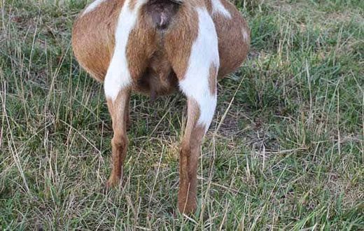 File photo: Pregnant goat