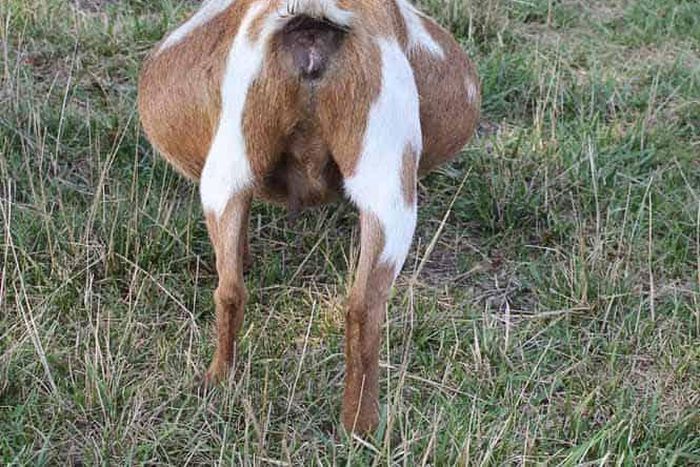 File photo: Pregnant goat