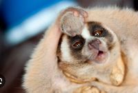 A slow loris' attack posture [BBCScience]
