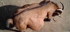 Man found guilty of raping neighbour's pregnant goat