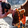 Cows are considered sacred in India [Pinterest]