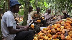 Cocoa farmers