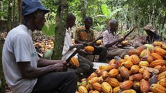 Cocoa farmers