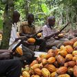 Cocoa farmers