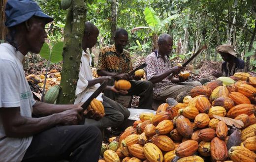 Cocoa farmers