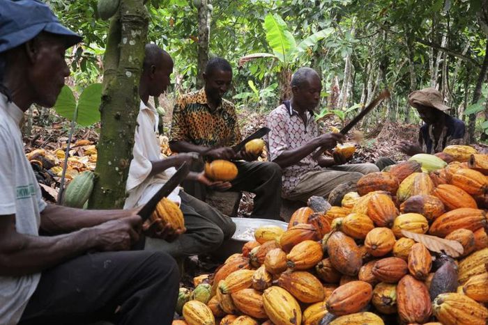 Cocoa farmers