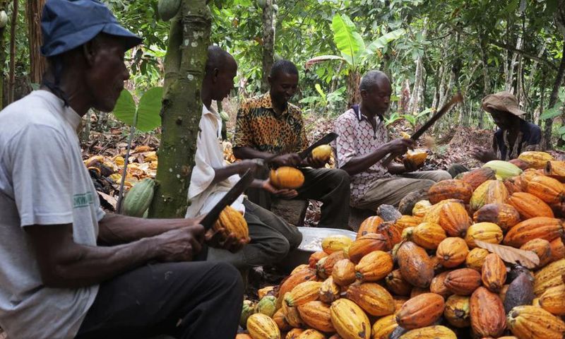 Cocoa farmers