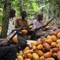 Cocoa farmers