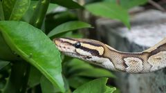 What to do after a snakebite? [Tom's Guide]