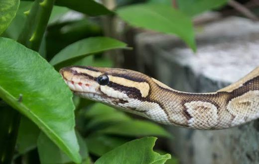 What to do after a snakebite? [Tom's Guide]