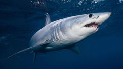 13 Sharks test positive for Cocaine, scientists reveal