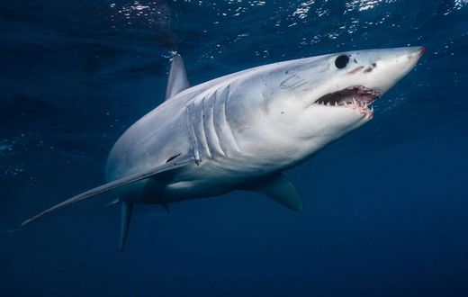 13 Sharks test positive for Cocaine, scientists reveal