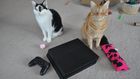 Playstation 4 cats