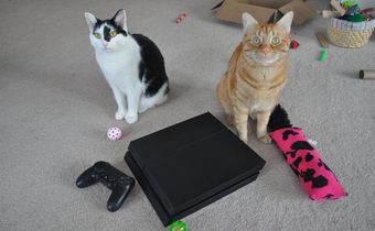 Playstation 4 cats