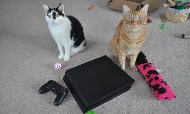 Playstation 4 cats