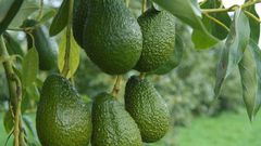 Avocados