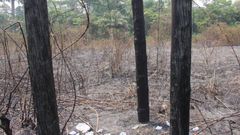 Bushfires burn ECG poles