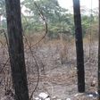 Bushfires burn ECG poles